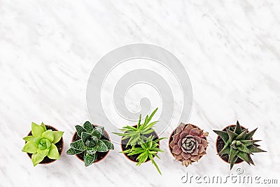 Row of mini succulent plants on marble surface Stock Photo