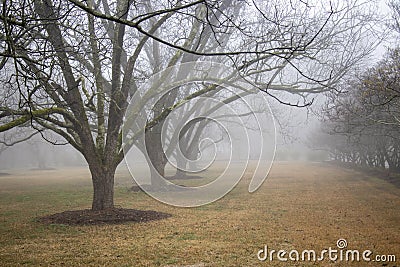 A row of pecan trees in a park-like setting on a foggy winter morning. Stock Photo