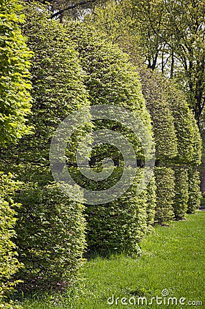 Row of neatly trimmed trees Stock Photo