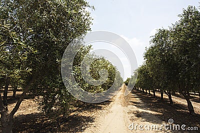 row of olive groves growing in an industrial plantation Olea europaea, commonly called olive and olive tree,irrigated by drip Stock Photo