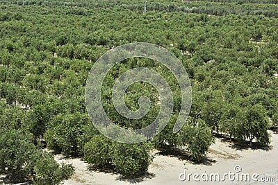 row of olive groves growing in an industrial plantation Olea europaea, commonly called olive and olive tree,irrigated by drip Stock Photo