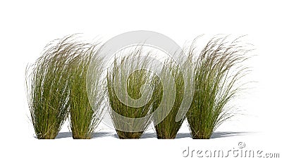 Row of ornamental grasses swaying in the wind isolated on white background Stock Photo