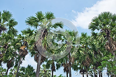 Row of palm tree plant in the park use for garden and park decorated. Stock Photo