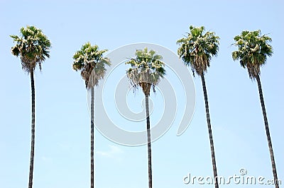 Row of Palm Trees Stock Photo