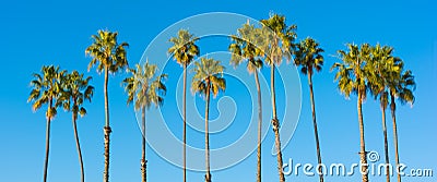 A row of palm trees with a sky blue background Stock Photo