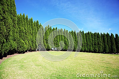 Row of pine trees Stock Photo