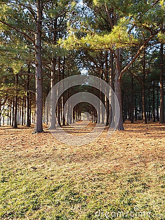 Row of pine trees Stock Photo