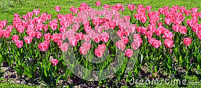 Row of pink tulips Stock Photo