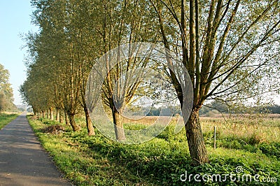 Row of pollard willows at a country lane Stock Photo