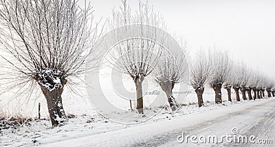 Row pollard willows in a street Stock Photo