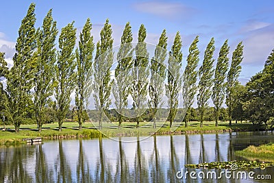 Row of Poplar Trees Stock Photo