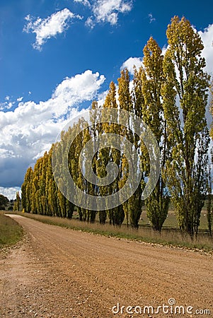 A row of Poplars Stock Photo