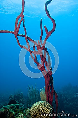 Row pore rope sponge Stock Photo