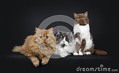 Row of a red and black smoke Britisch Longhair and a cinnamon with white British Shorthair cats kittens Stock Photo
