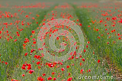 Row of red poppies on a field of wheat Stock Photo
