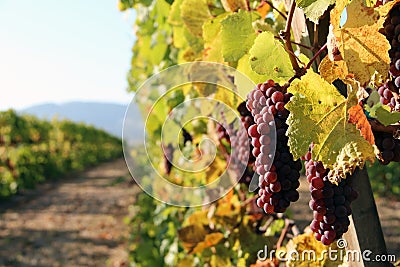 Row of Red Wine Grapes Stock Photo