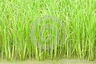 Row of rice in farm Stock Photo