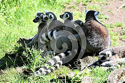 A row of Ring-tailed Lemur monkeys Stock Photo