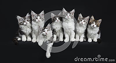 Row of seven black tabby with white Maine Coons cats Stock Photo
