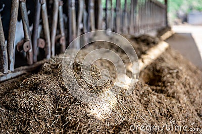Row of silage in a dairy barn with stanchions. for cattle to eat through. Stock Photo