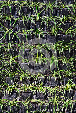 Rows of spider plants, Wisley, Surrey. Stock Photo