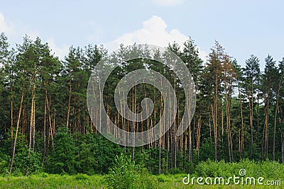 A row of tall green coniferous pine trees at the edge of the forest Stock Photo