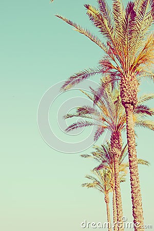 Row of Tall Palm Trees on Toned Light Turquoise Sky Background. 60s Vintage Style Copy Space for Text. Tropical Foliage. Seaside O Stock Photo