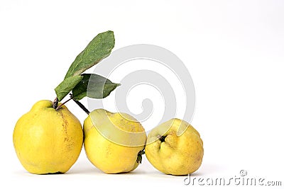 Row of three quinces, an old and traditional kind of fruit, similar to apples and pears Stock Photo