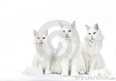 Row of three solid white Maine Coon cats Stock Photo