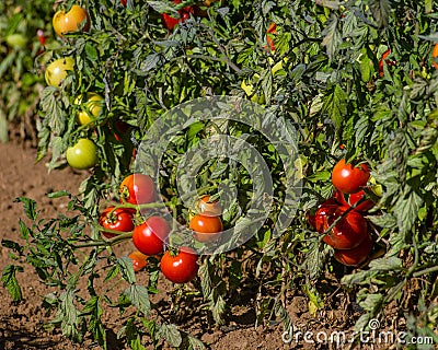 Row of tomato plants in the field Stock Photo