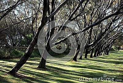 Row of Trees Stock Photo