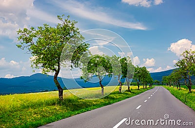 Row of trees along the road in to the mountains Stock Photo