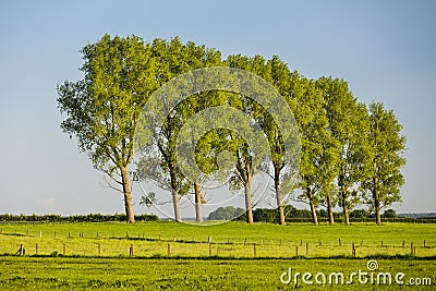 Row Of Trees In Evening Light, Germany Stock Photo