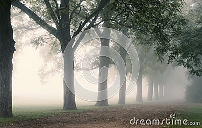 Row of Trees on Foggy Lane Stock Photo