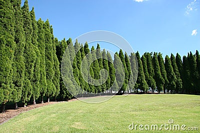 Row of trees lining grass park Stock Photo