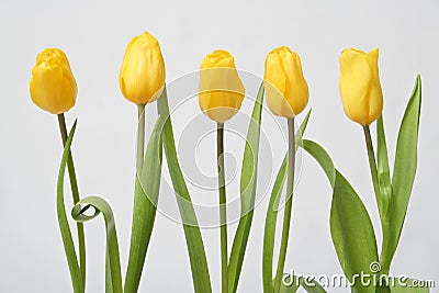 Row tulip Stock Photo