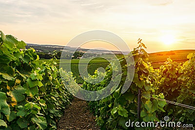 Row vine grape in champagne vineyards at sunset background, Reims, France Stock Photo