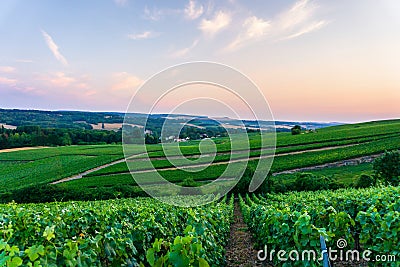 Row vine grape in champagne vineyards at sunset background, Reims, France Stock Photo