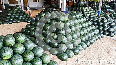 A lot of watermelon in the local marke Editorial Stock Photo