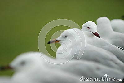 Row of white seagulls Stock Photo