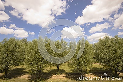 Row of willow trees Stock Photo