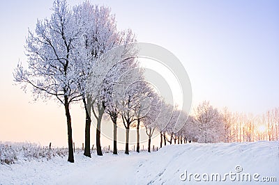 Row of winter trees with pale sunset Stock Photo