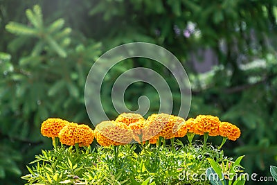 Row of Yellow Blooming marigolds. Flowerbed yellow-orange colors Tagetes or marigolds Stock Photo