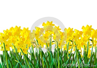A row of Yellow Daffodils Stock Photo
