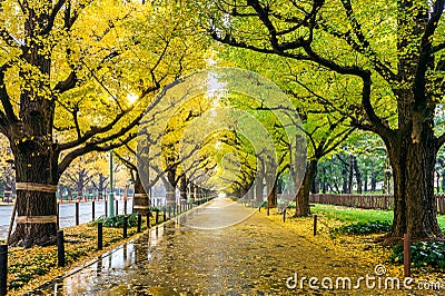 Row of yellow ginkgo tree in autumn. Autumn park in Tokyo, Japan Stock Photo