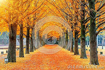 Row of yellow ginkgo tree in Nami Island, Korea Stock Photo