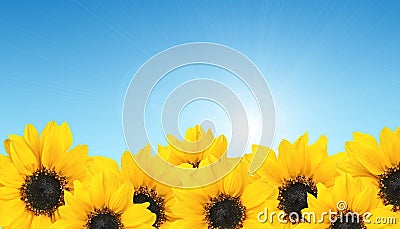 Row yellow sunflower on blue sky. Agriculture Stock Photo