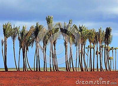 A row of young palm trees Stock Photo