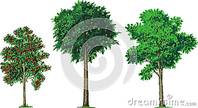 rowan, beech and ash trees. Vector Cartoon Illustration