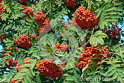 Rowan berries Stock Photo